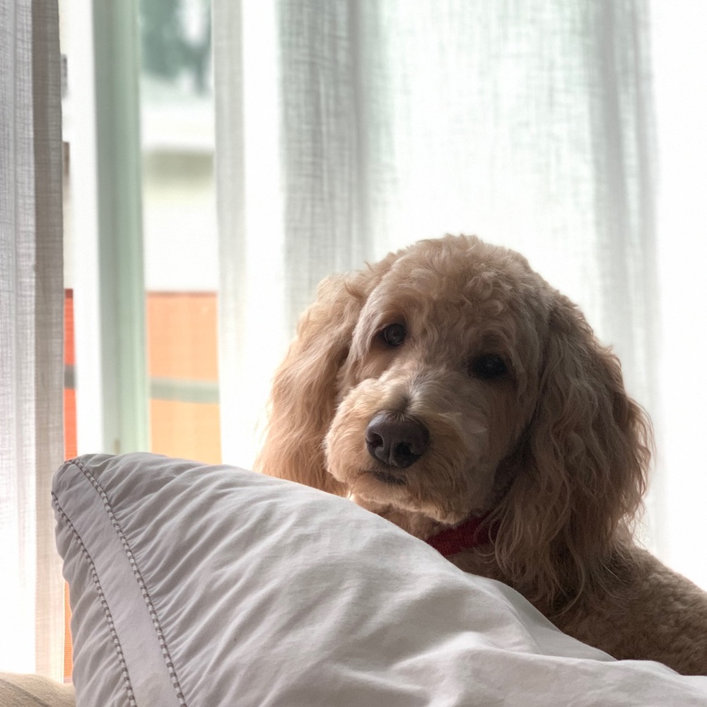 Meet your Posher, Lola